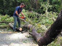 Best Leaf Removal  in South Gate, CA