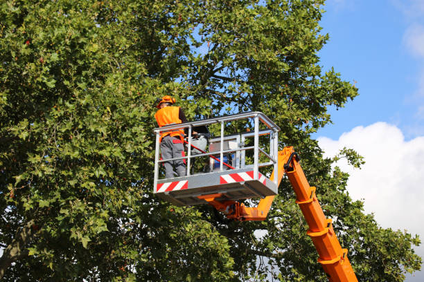 Trusted South Gate, CA Tree Care Services Experts