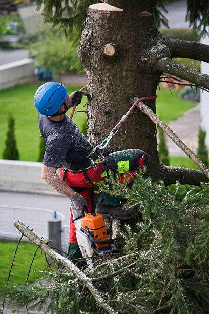 Best Arborist Consultation Services  in South Gate, CA